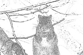 squirrel Coloring Pages To Print